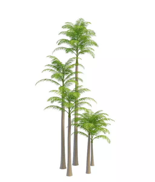 Palm Tree With Forest River 3d model