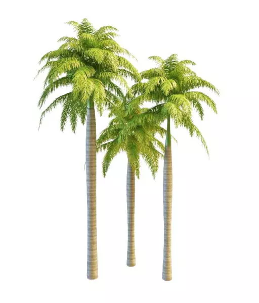 Palm Tree At The Beach 3d model