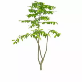 Patio Trees 3d model