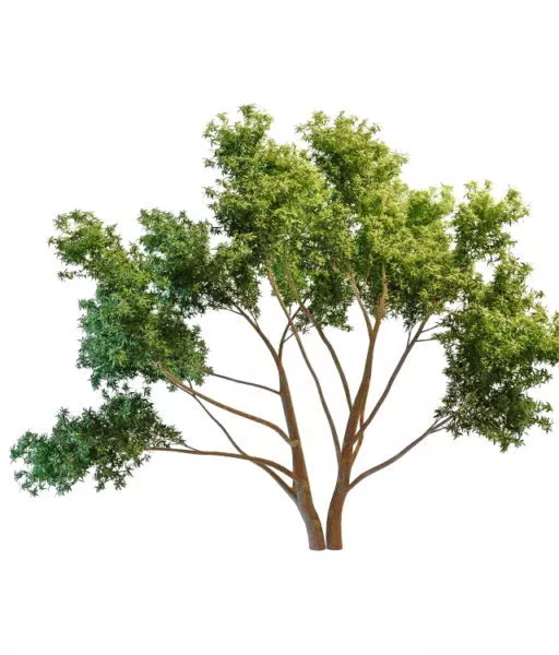 Branched Trees 3d model Branched Trees 3d model