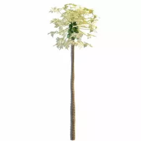 Papaya Tree 3d model
