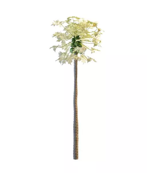 Papaya Tree 3d model Papaya Tree 3d model