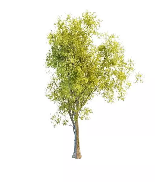 Nature Sallow Tree 3d model Nature Sallow Tree 3d model
