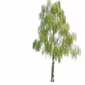 Nature Warty Birch Tree 3d model