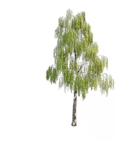 Nature Warty Birch Tree 3d model Nature Warty Birch Tree 3d model