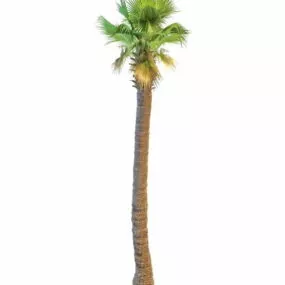 Asian Palm Tree 3d model