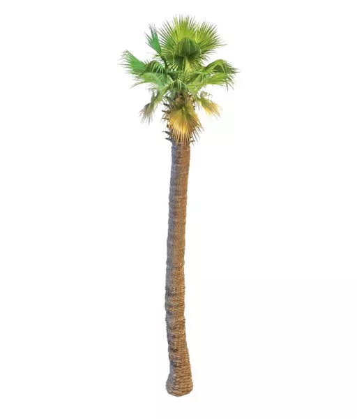 Asian Palm Tree 3d model Asian Palm Tree 3d model