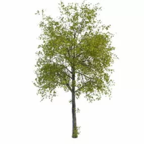 Lime Tree 3d model