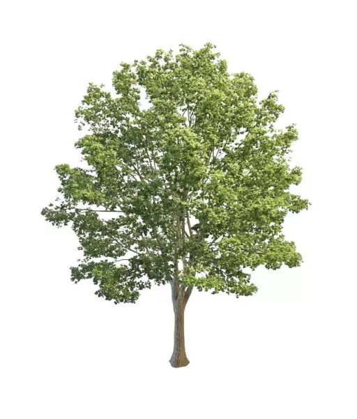 Europe Lime Tree 3d model Europe Lime Tree 3d model