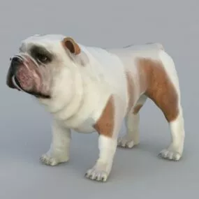 Bulldog 3d model