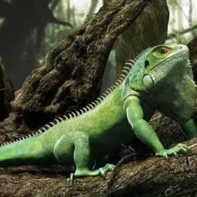 Realistic Lizard 3d model