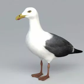 Pigeon 3d model