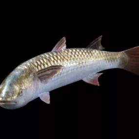 Striped Mullet Fish Aquatic 3d model