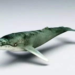Humpback Whale Animal 3d model