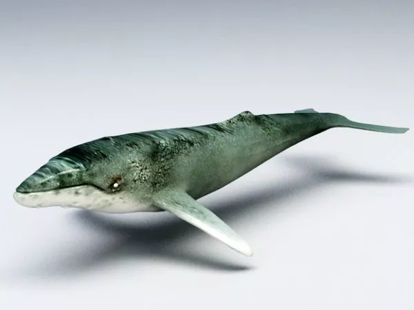 Giant Humpback Whale 3d model