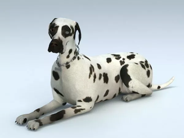 Boxer Dog Standing Pose 3d model