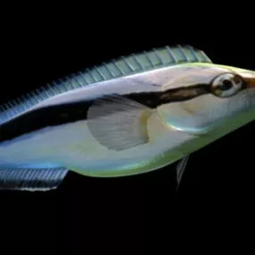 False Cleaner Fish 3d model