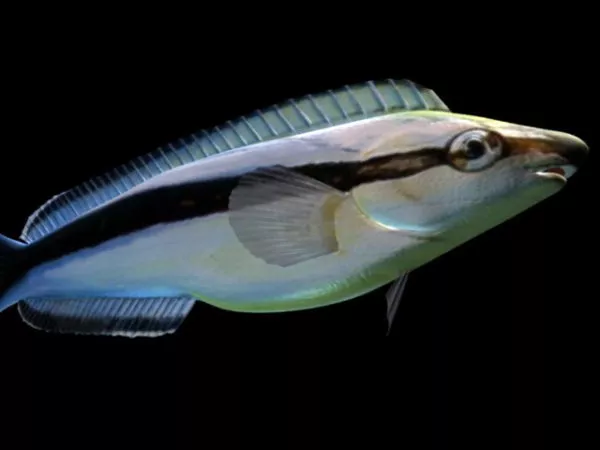 False Cleaner Fish 3d model False Cleaner Fish 3d model
