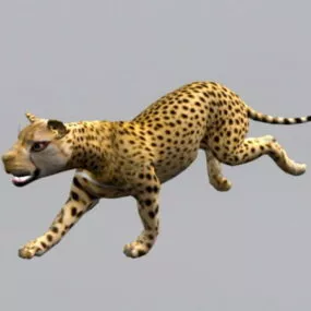 Cheetah Animal Animated 3d model