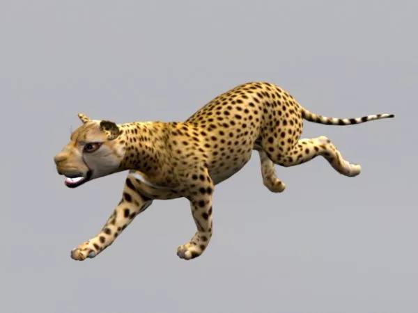 Cheetah Animal Animated 3d model Cheetah Animal Animated 3d model