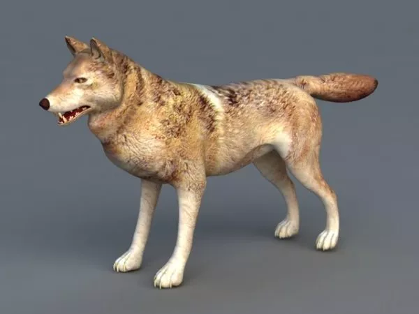 Realistic Arabian Wolf 3d model Realistic Arabian Wolf 3d model