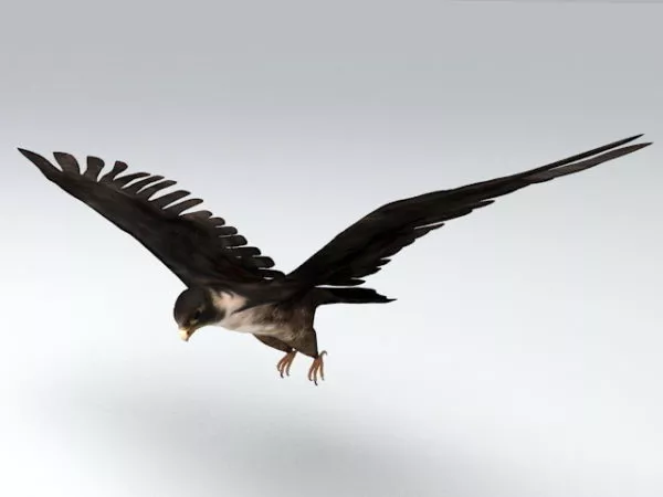 Realistic Brown Hawk Animal 3d model Realistic Brown Hawk Animal 3d model