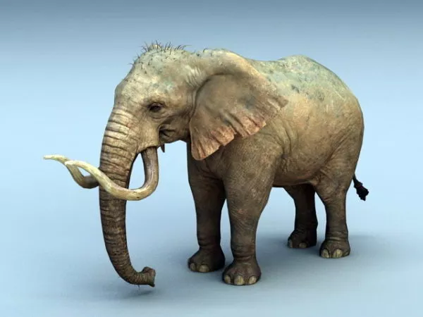 Realistic Elephant Animal 3d model