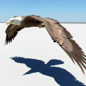 Eagle Flying Animated Rigged 3d model