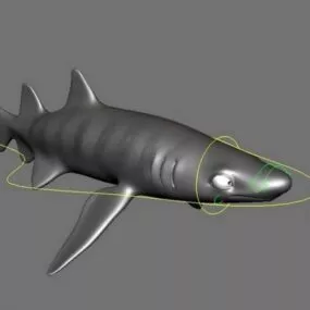 Tiger Shark Swimming Rigged 3d model