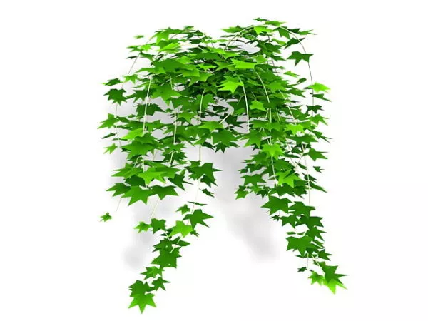 Ivy Leaf Vine 3d model Ivy Leaf Vine 3d model