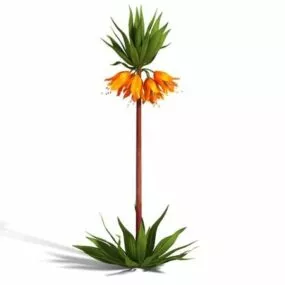 Crown Imperial Fritillaria 3d model
