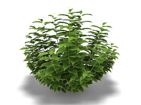 Red Berry Bushes Plant 3d model