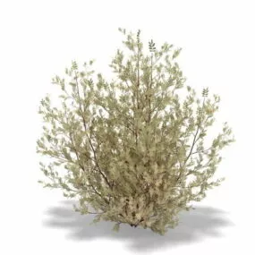 Pistacia Lentiscus Evergreen Shrub 3d model