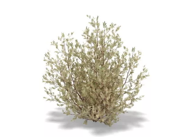 Monrovia Shrub Plant 3d model