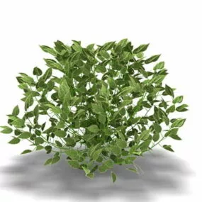 Citrus Limon Tree 3d model