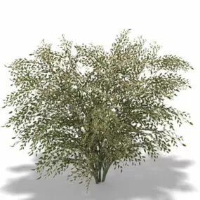 Elaeagnus Umbellata 3d model
