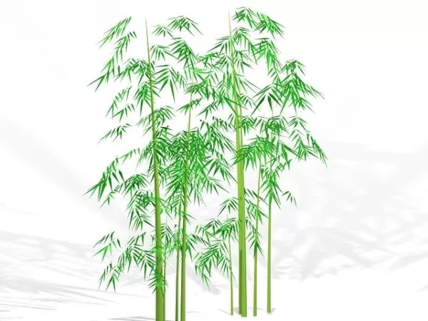 Bamboo Plants 3d model Bamboo Plants 3d model