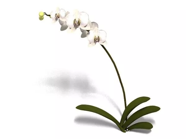 Phalaenopsis Orchid Flower 3d model Phalaenopsis Orchid Flower 3d model