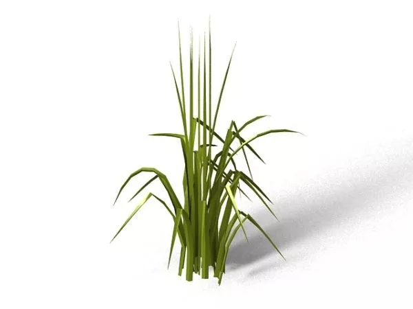 Bent Grass 3d model Bent Grass 3d model