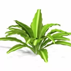 Variegated Century Plant 3d model