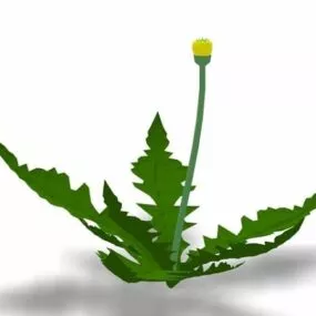 Taraxacum Officinale 3d model