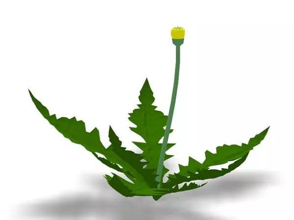 Taraxacum Officinale 3d model Taraxacum Officinale 3d model