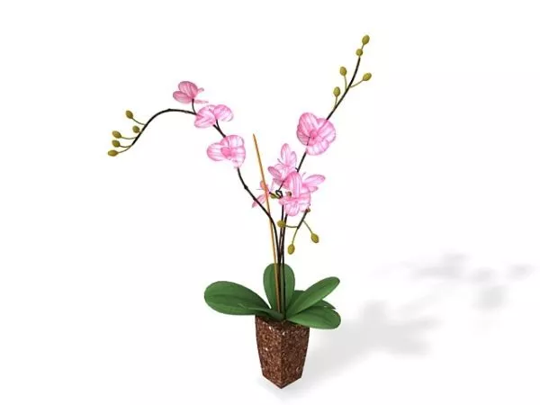 Potted Flowers 3d model Potted Flowers 3d model