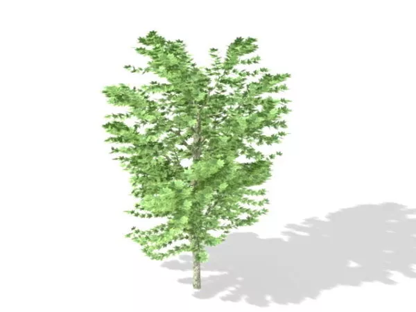 Acer Saccharinum Silver Maple Tree 3d model Acer Saccharinum Silver Maple Tree 3d model