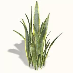 Sansevieria Plants 3d model