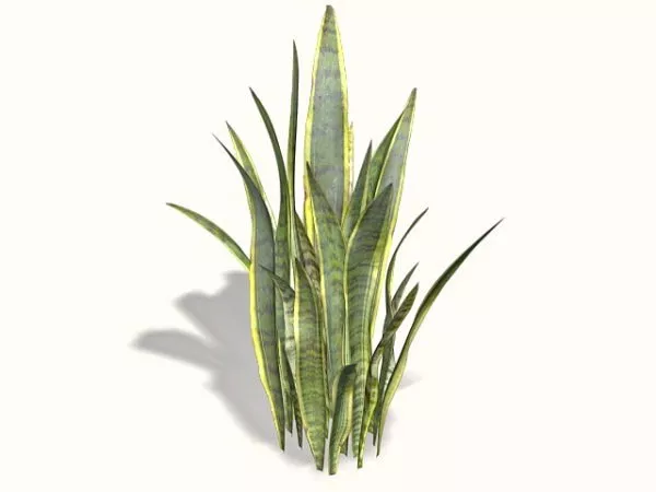 Sansevieria Plants 3d model Sansevieria Plants 3d model