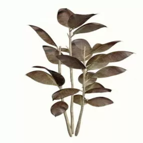 Ornamental Rubber Plant 3d model