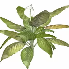 Peace Lily Indoor Plant 3d model
