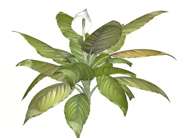 Peace Lily Indoor Plant 3d model Peace Lily Indoor Plant 3d model