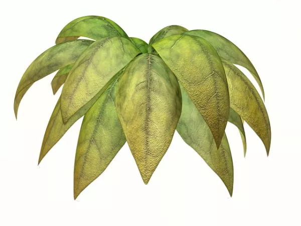 Tropical Garden Plant 3d model Tropical Garden Plant 3d model